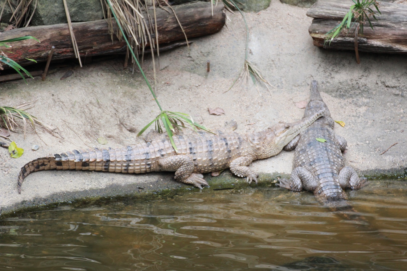 Crocks