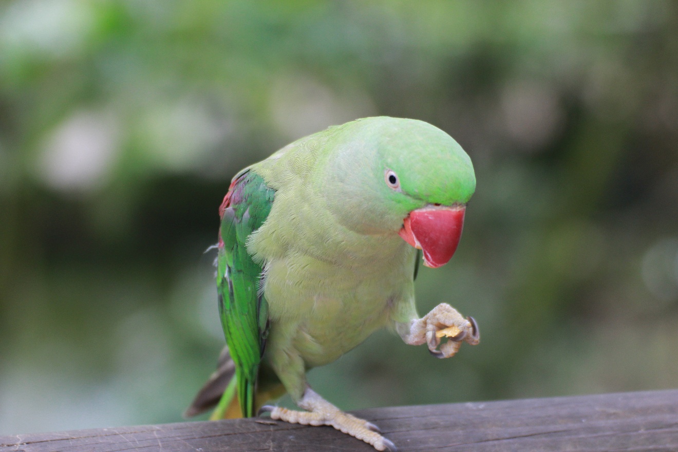 Green parrot
