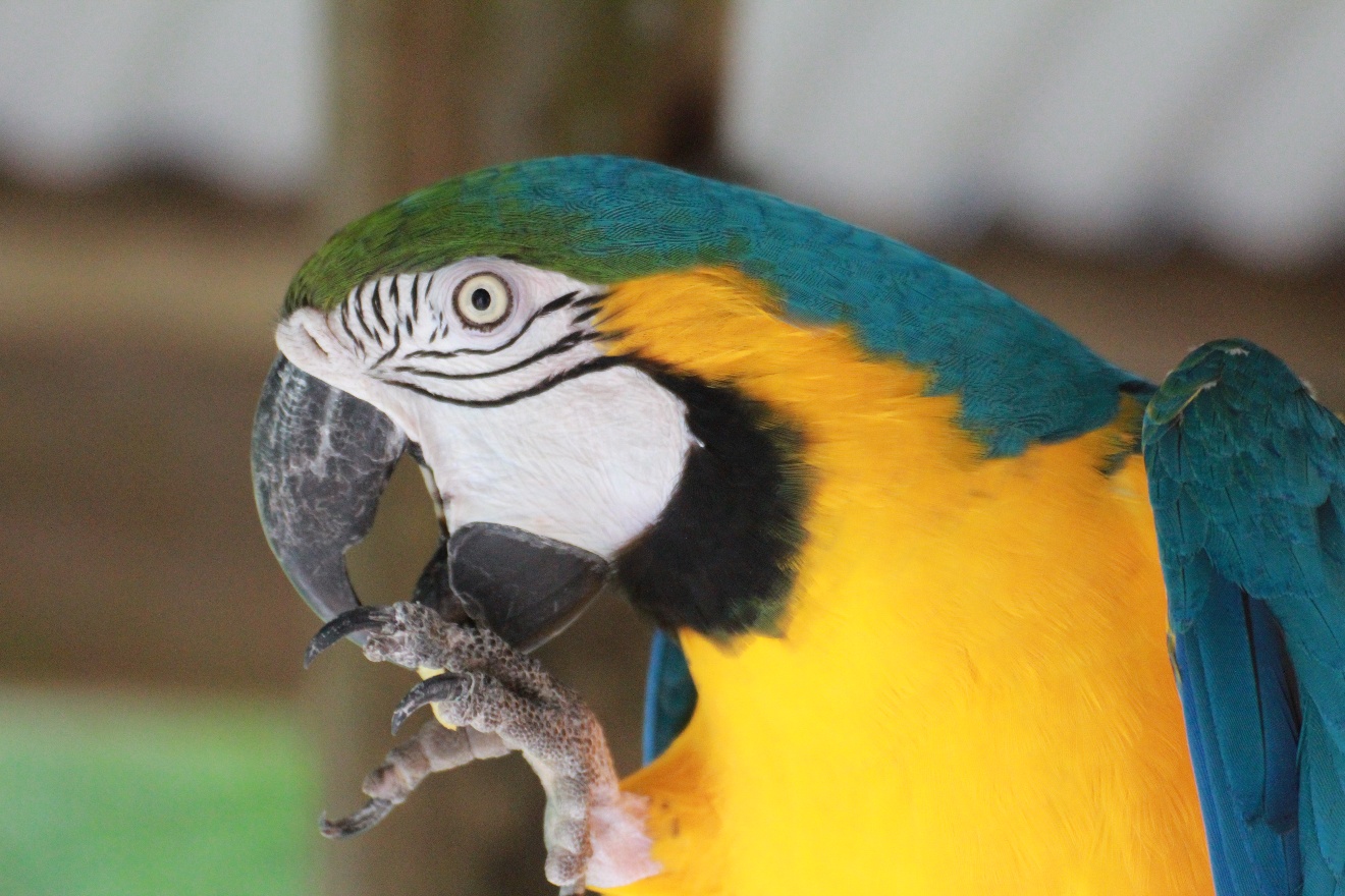Blue-yellow parrot