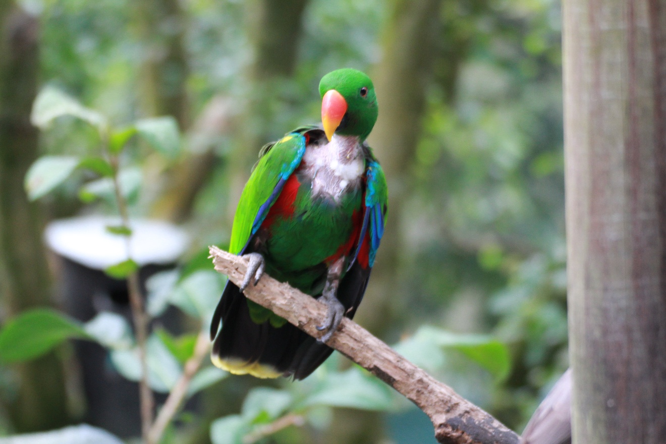 Colorful parrot