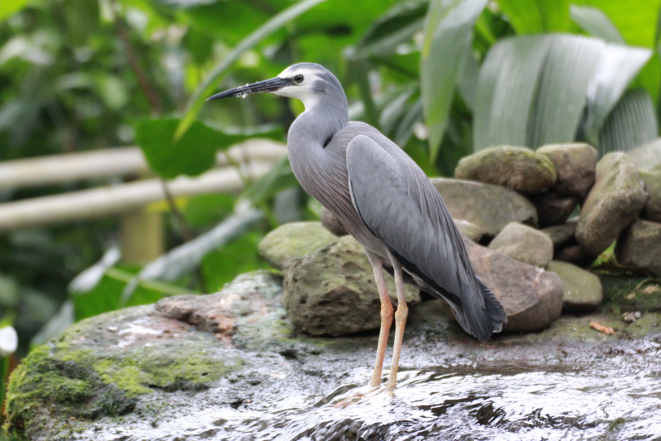 Heron