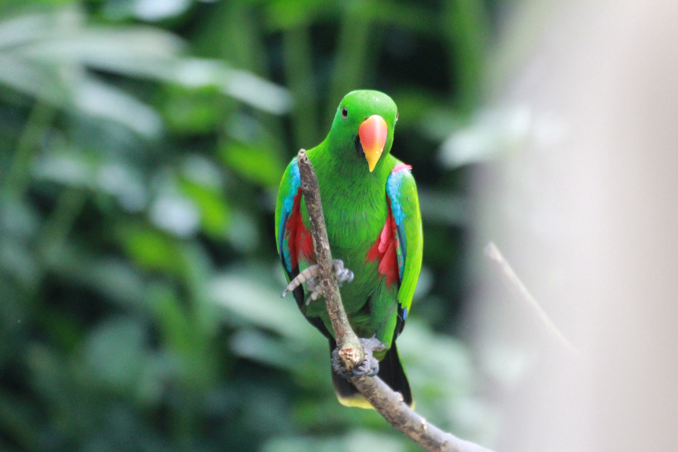 Green-Red-Blue parrot