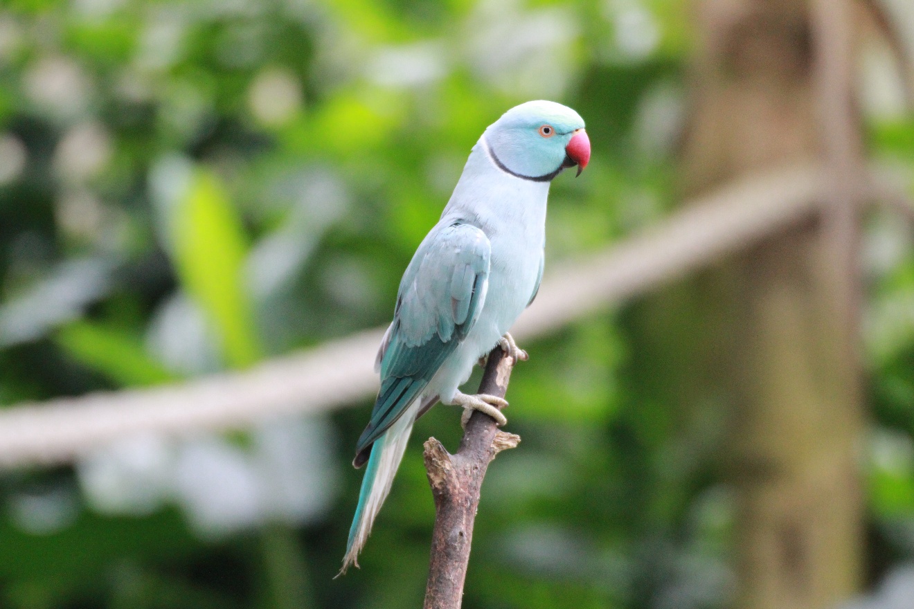 Blue parrot