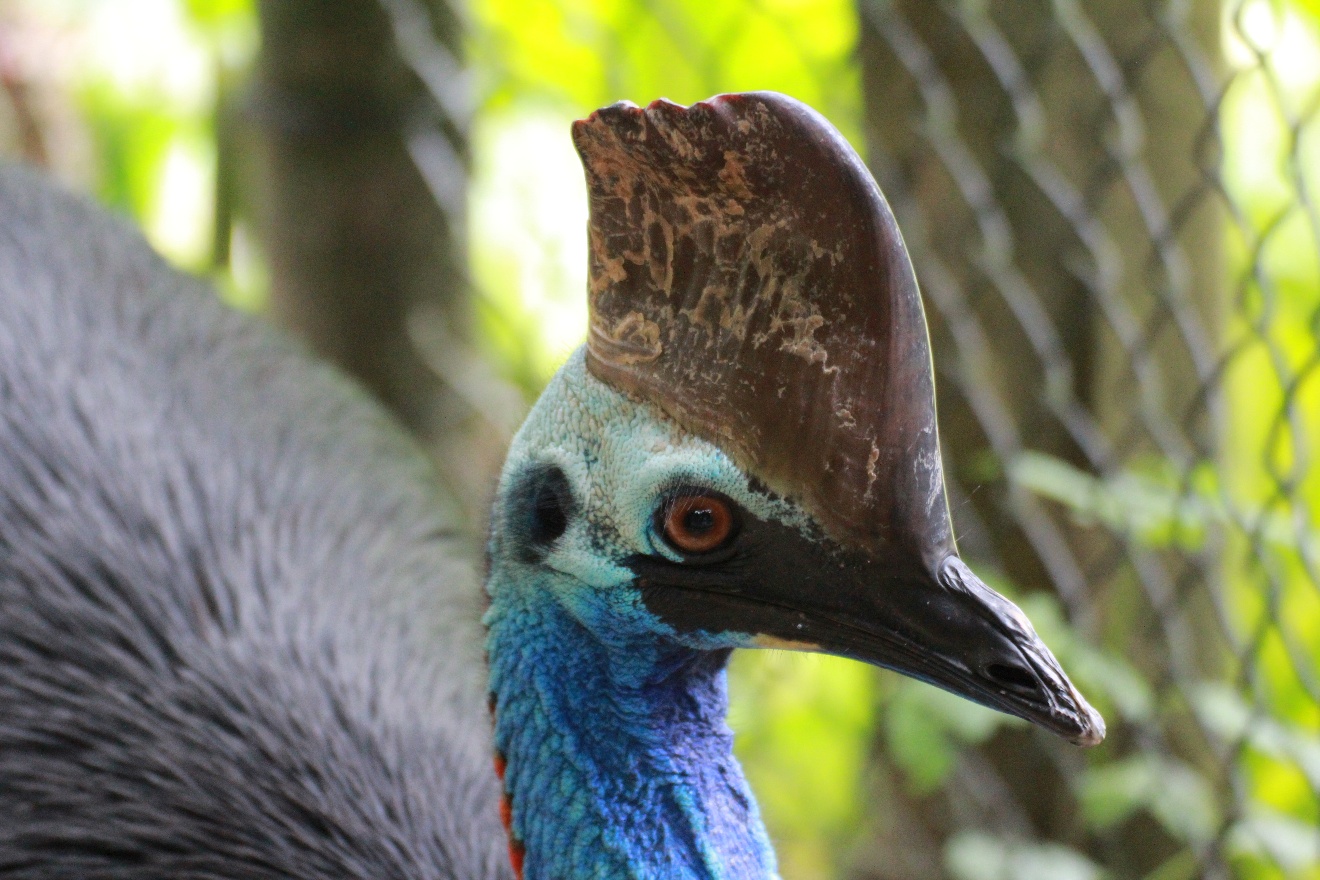Cassowary