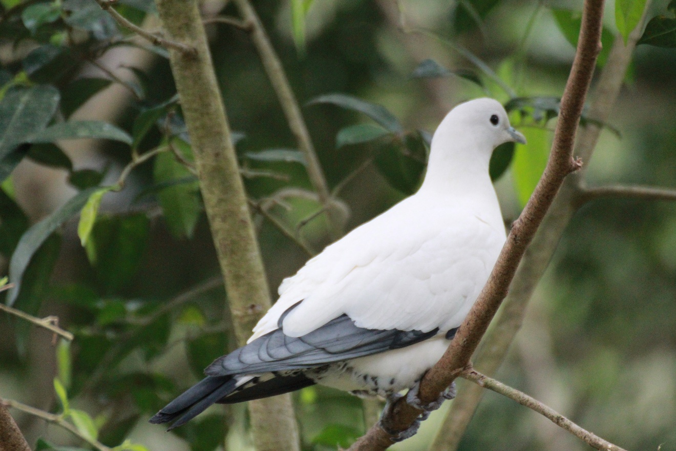 Pigeon