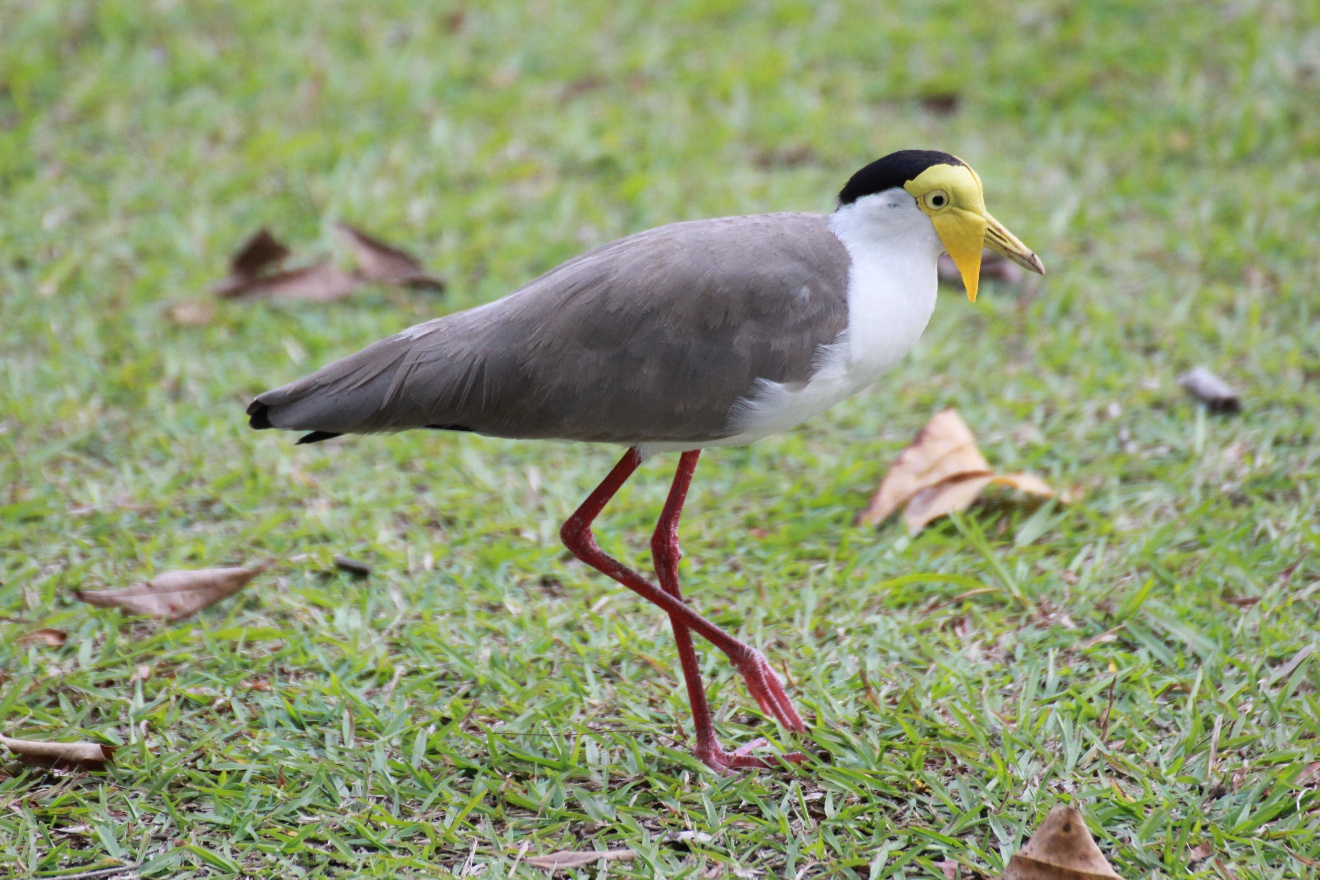 Yellow Eye