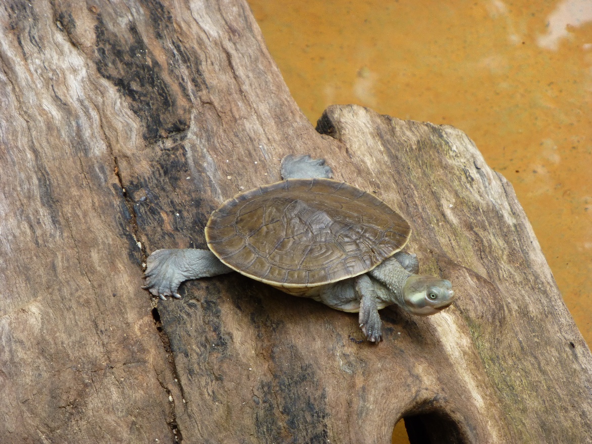 Little Turtle