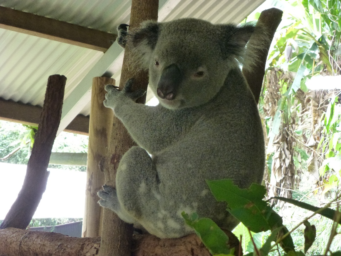 Coala