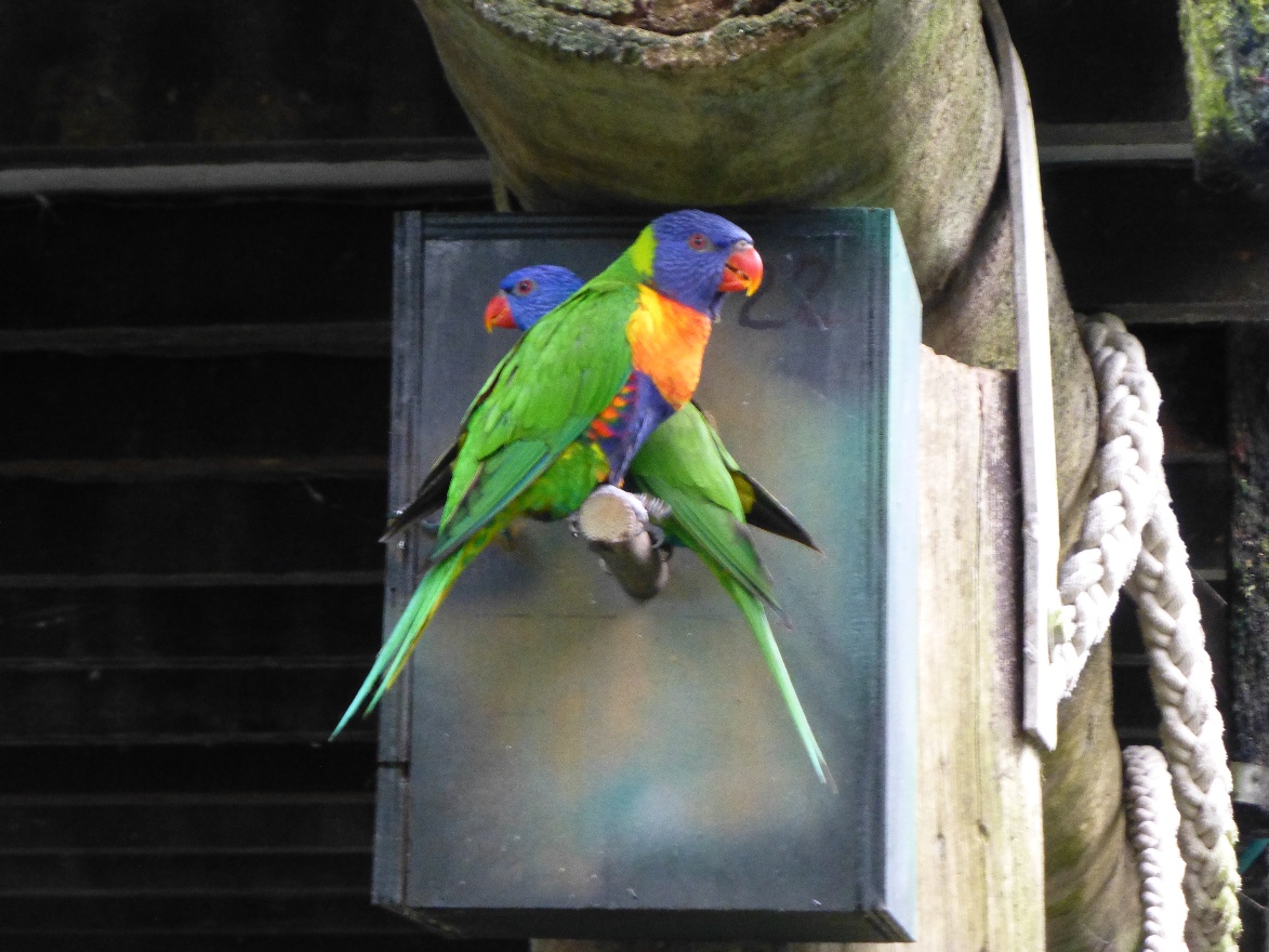 X parrots