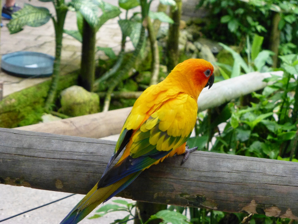 Red-yellow parrot