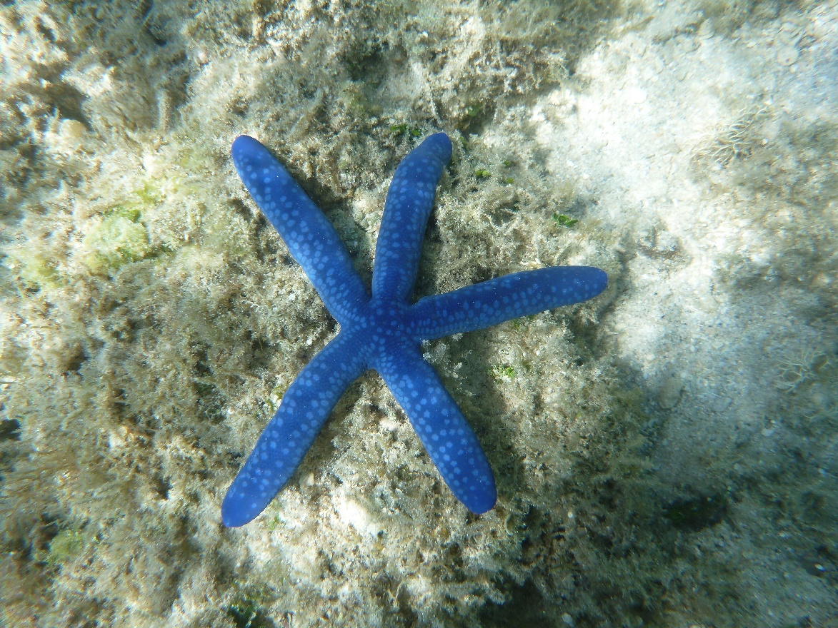 Blue Star