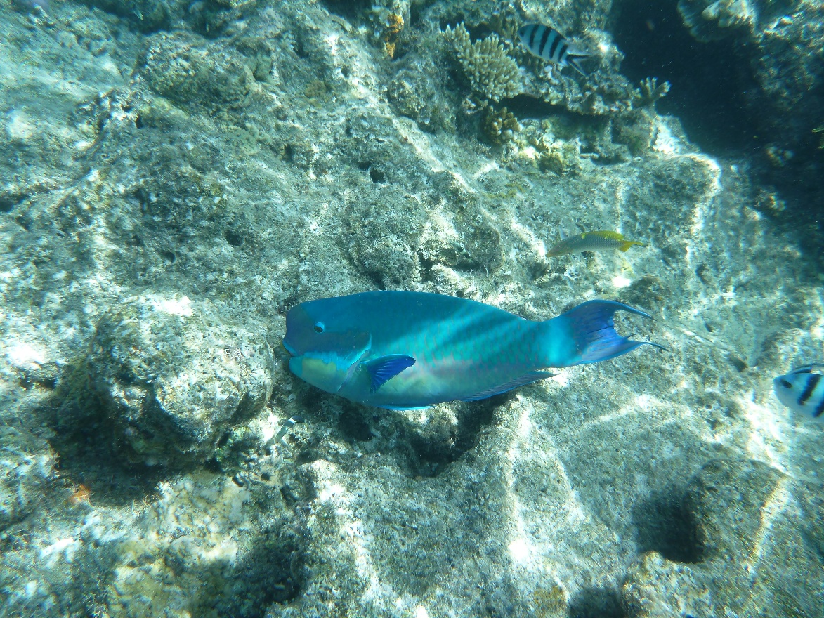 Parrot Fish