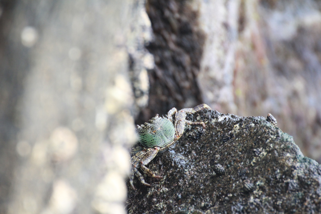 Green crab