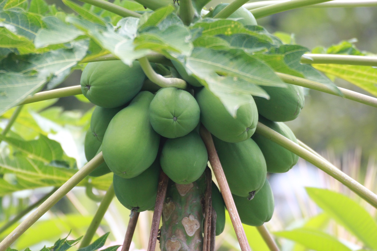 Fruits