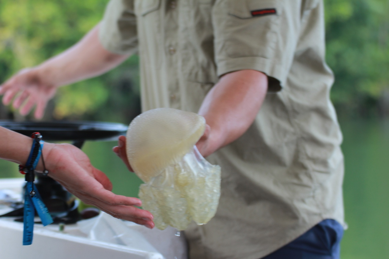 Jelly Fish 2