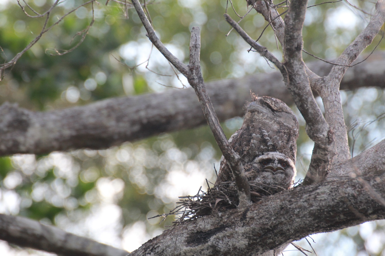 Owls