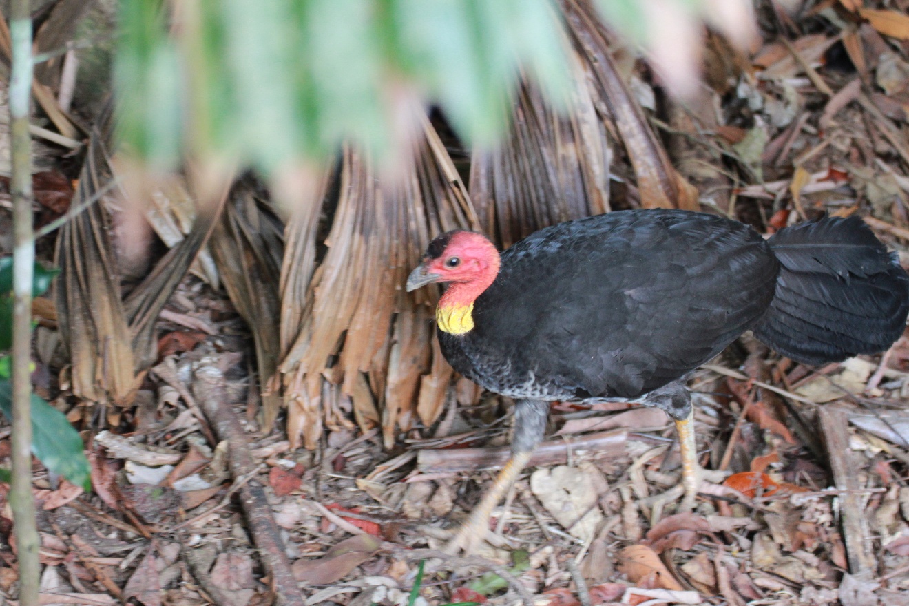 Wild Turkey