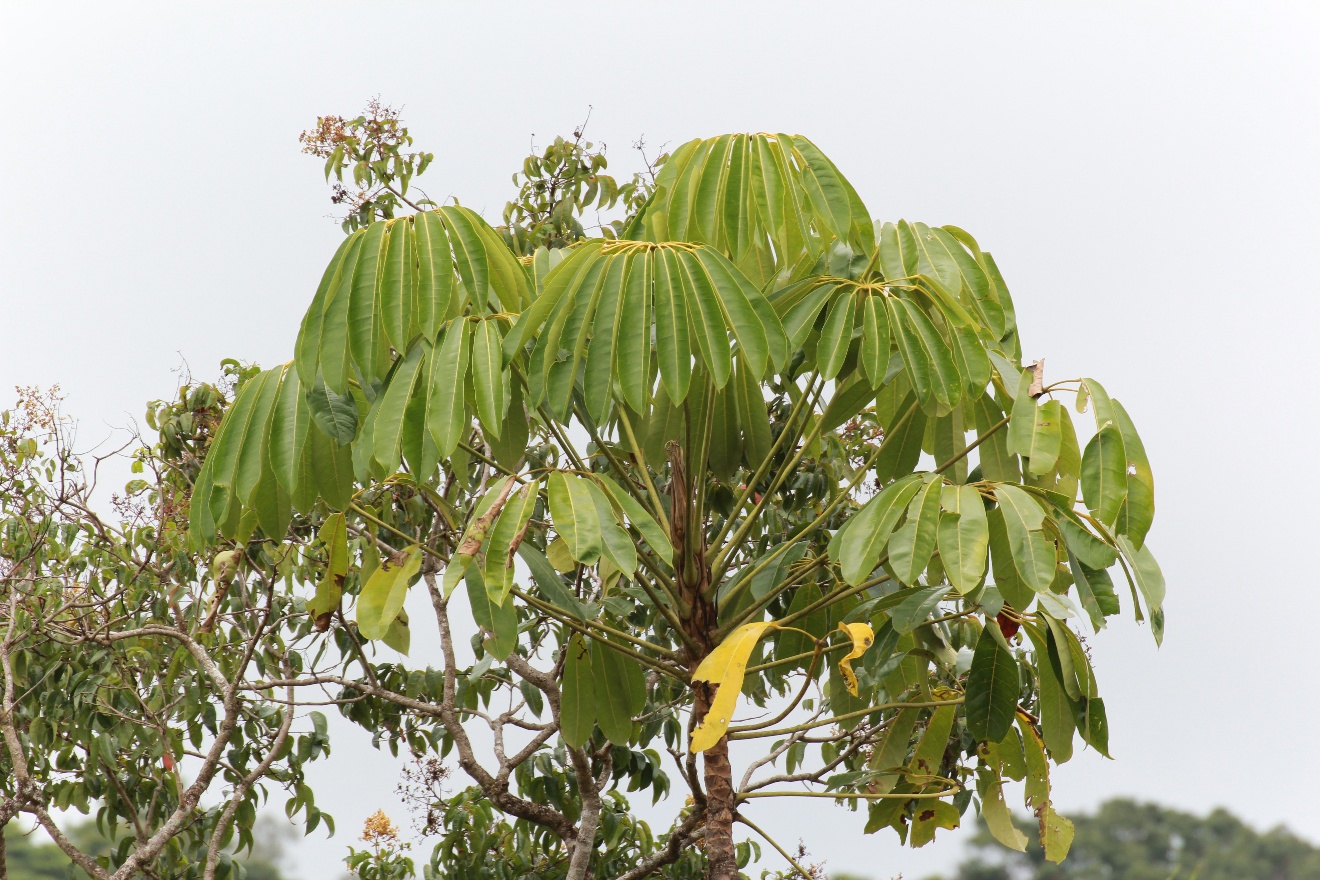 Tree Top