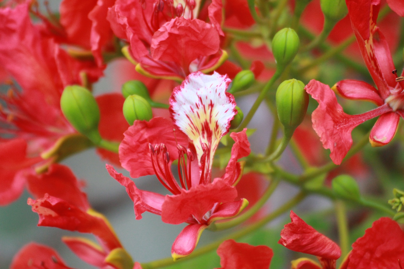 Red flower