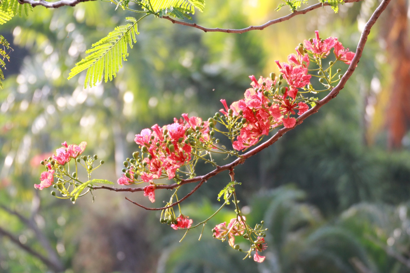 Branch