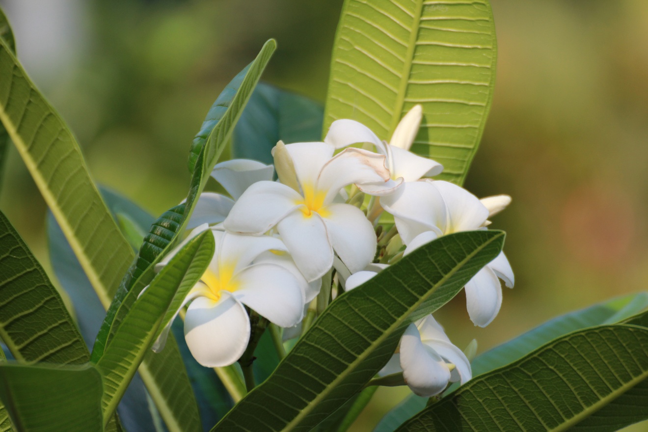 White flowers