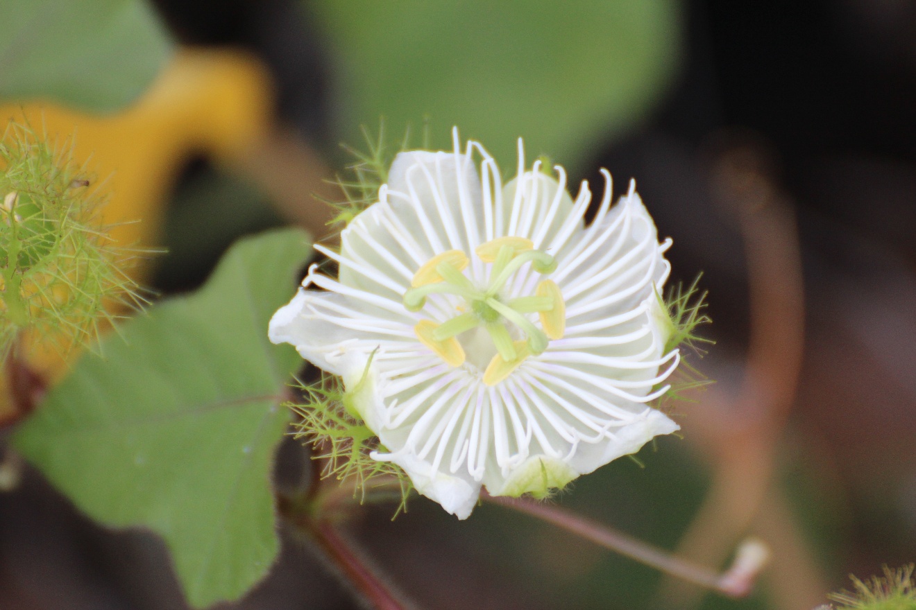Whilte Flower