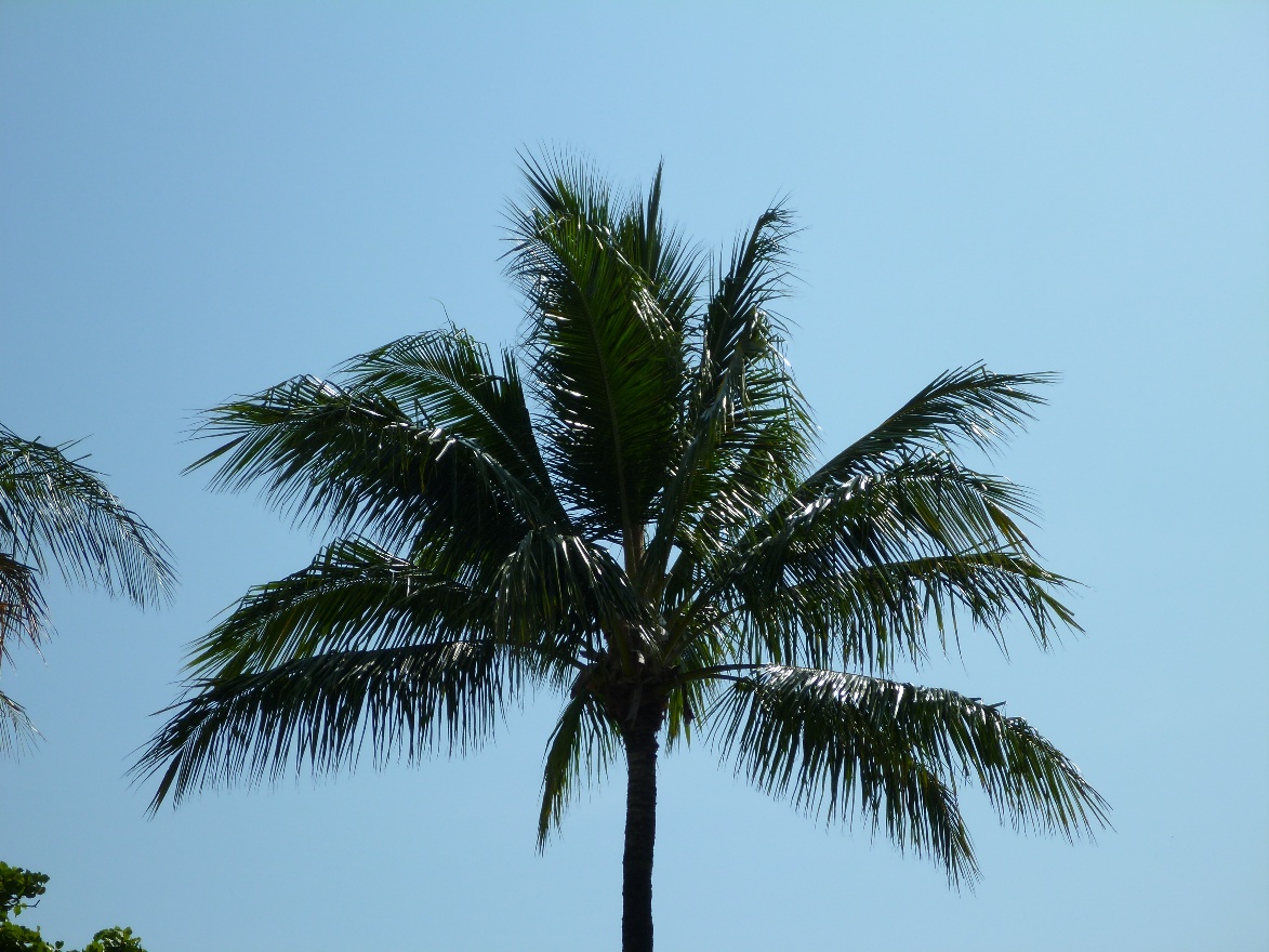 Palm Tree
