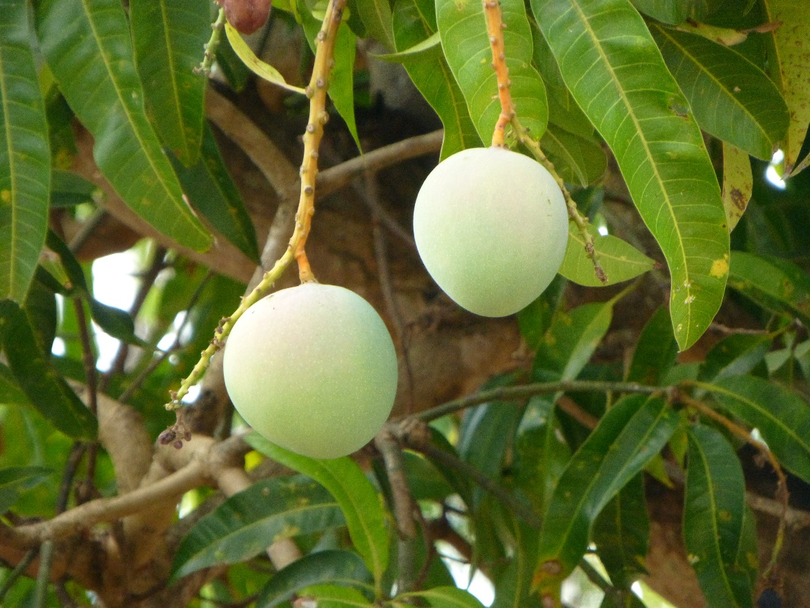 Mango