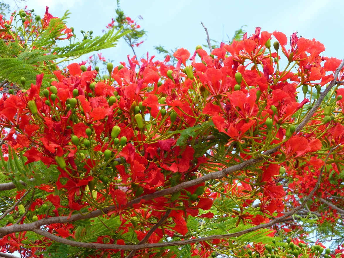 Red branch