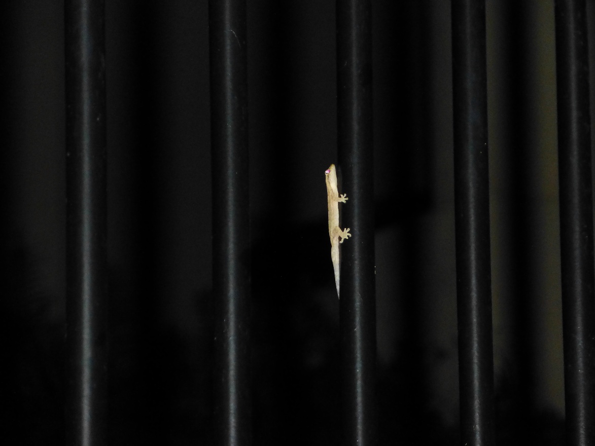 Little lizard