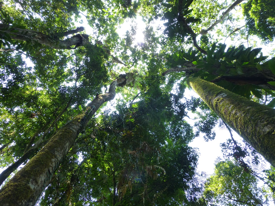 Looking up