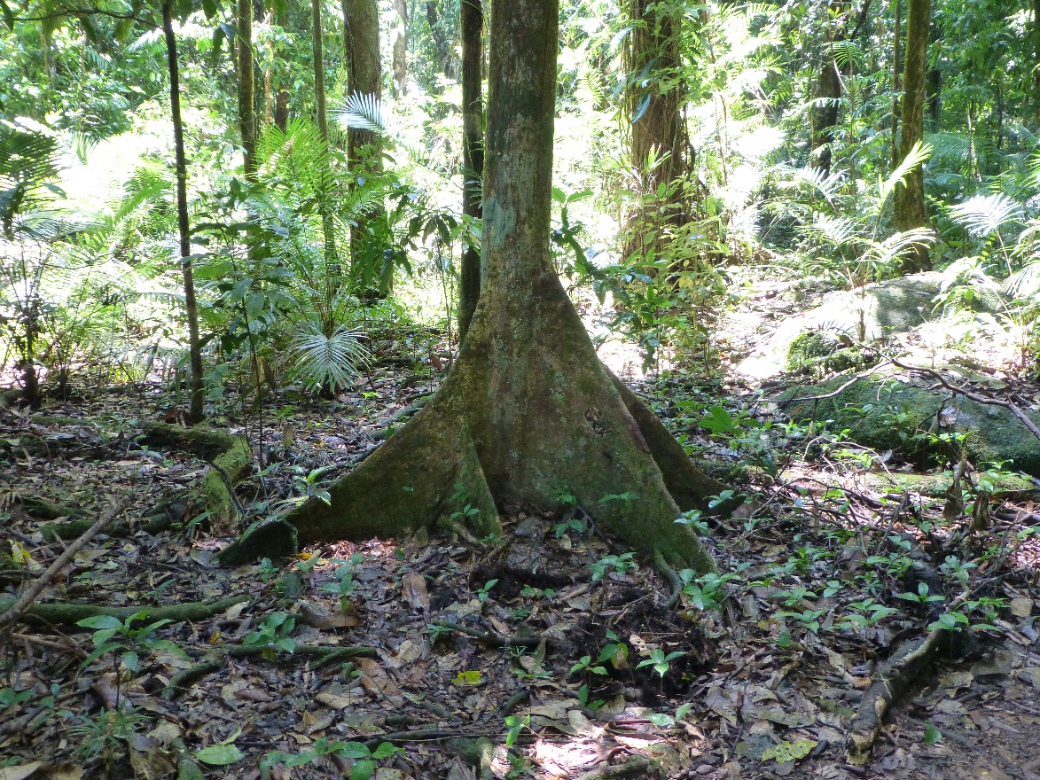 Roots