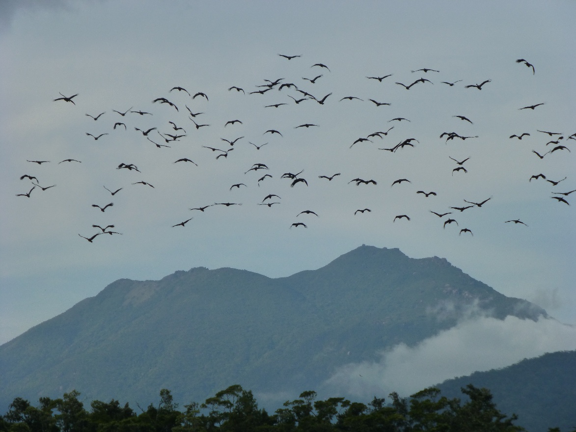 Birds