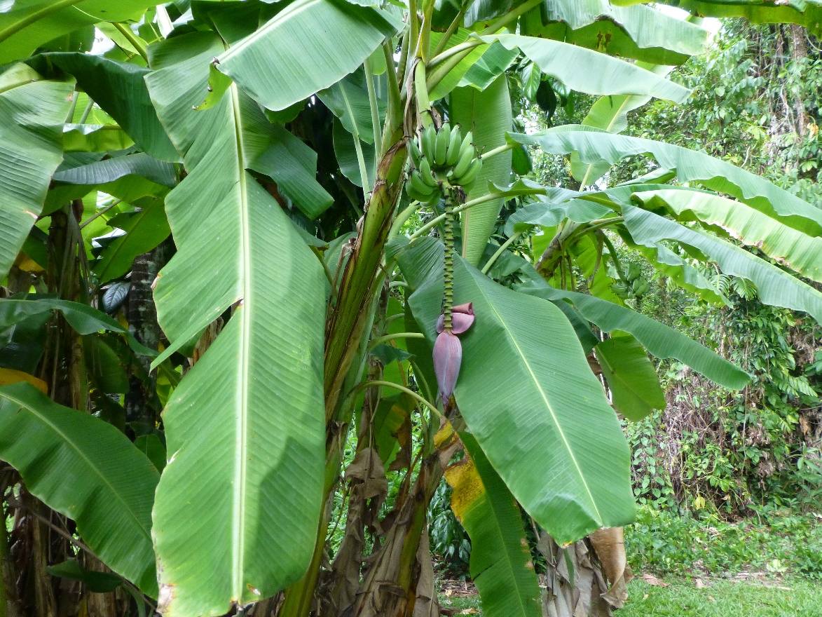 Bananas