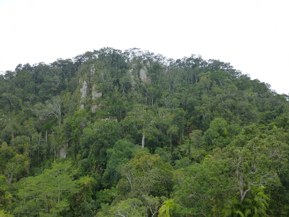 Rainforest