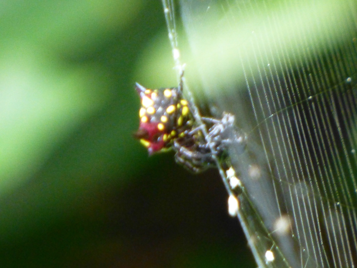 Spider