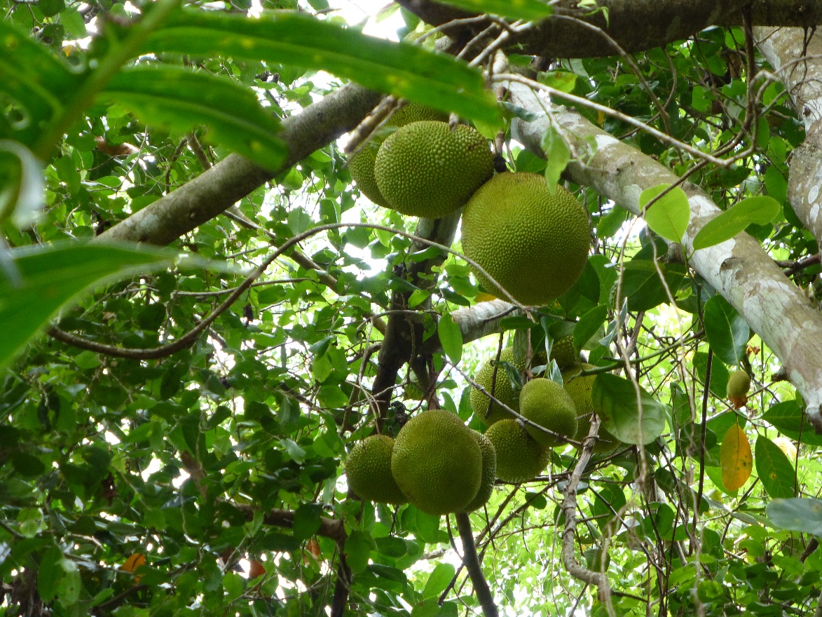 Durian