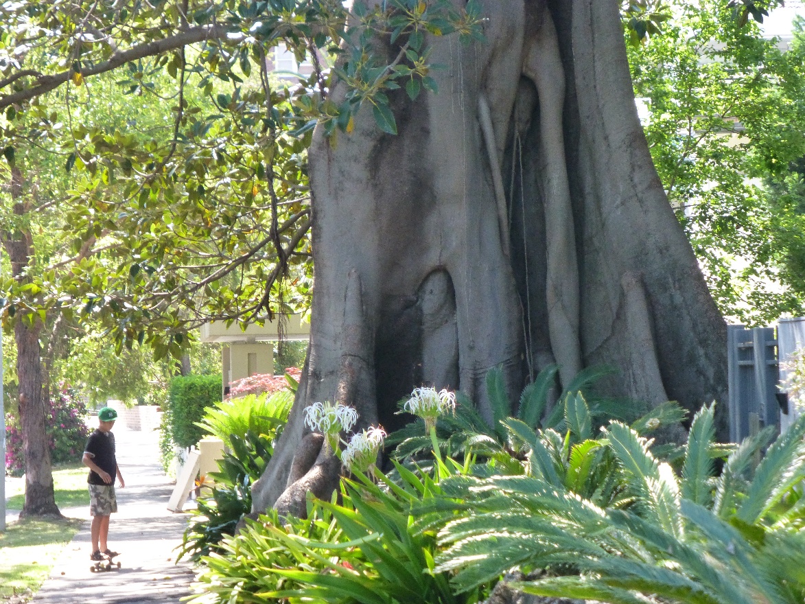 Ficus