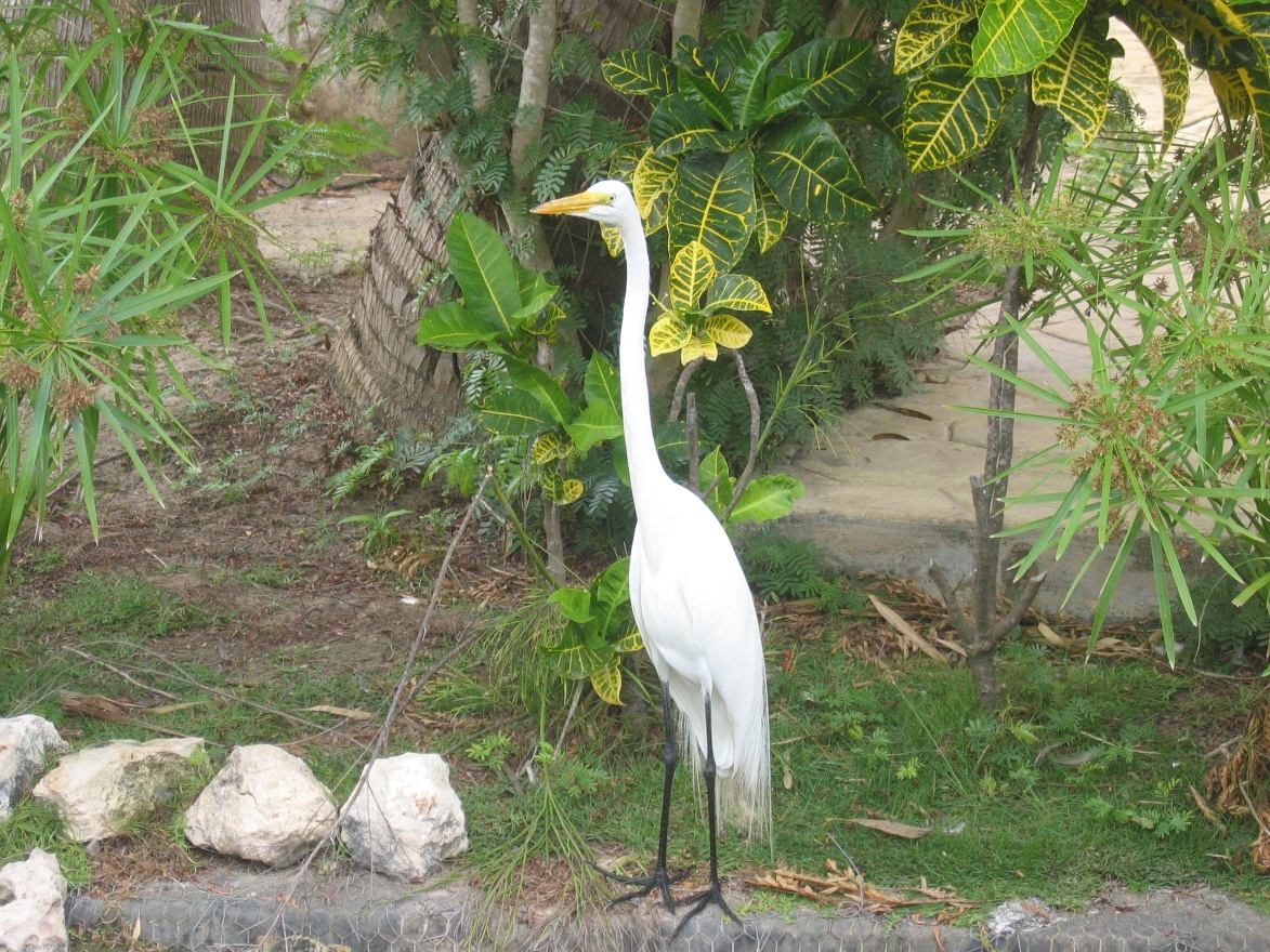 Stork