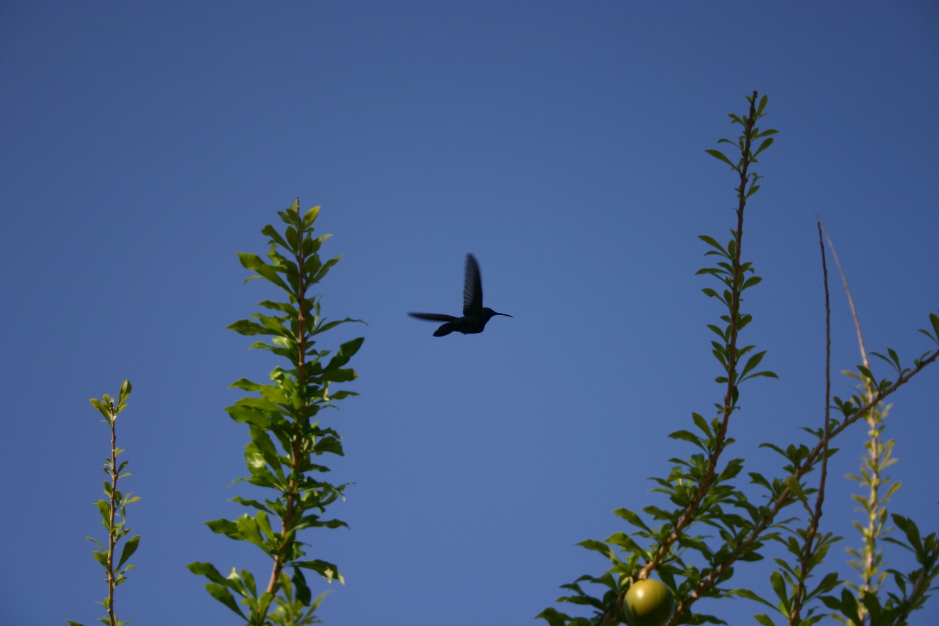 Hummingbird