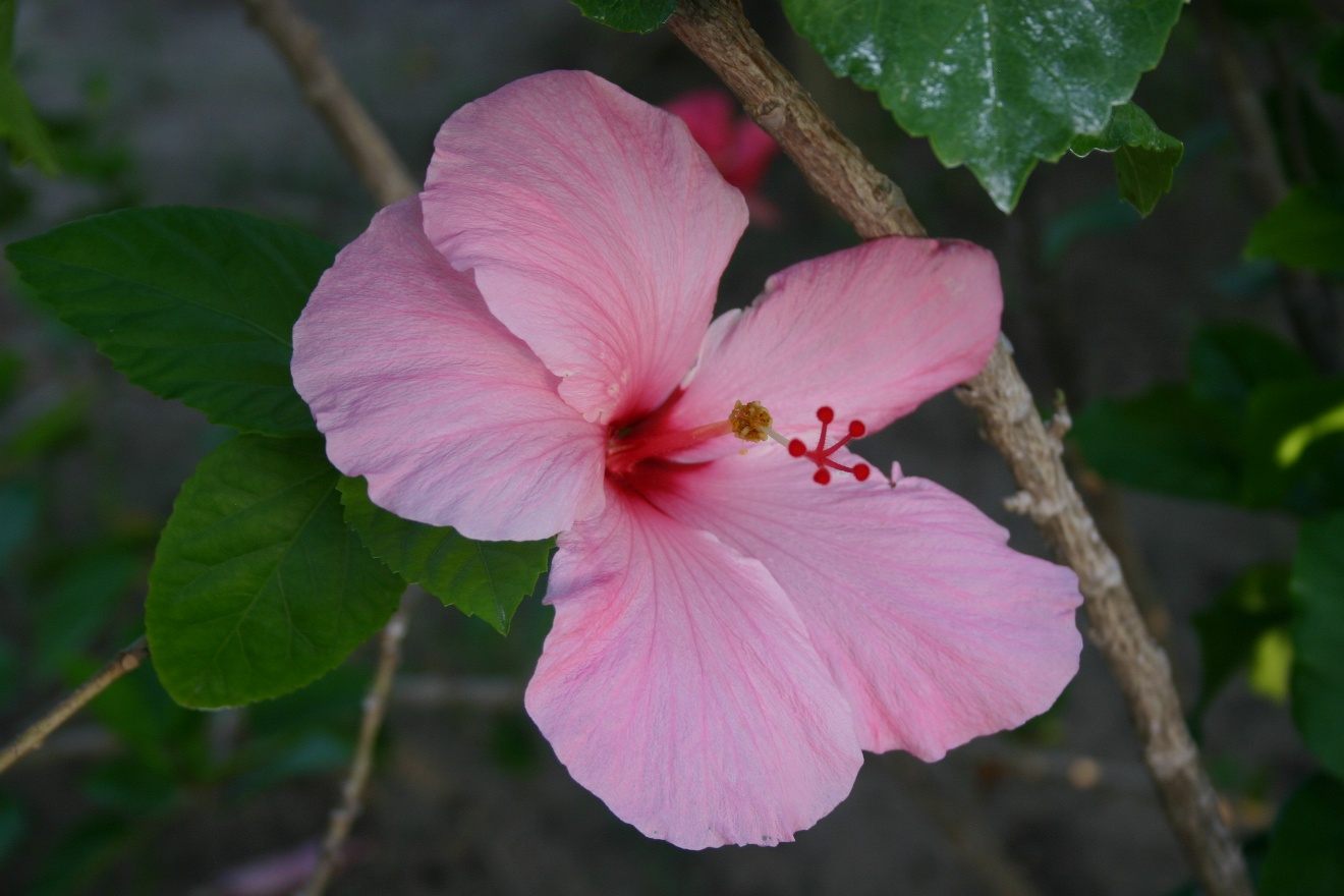 Pink flower