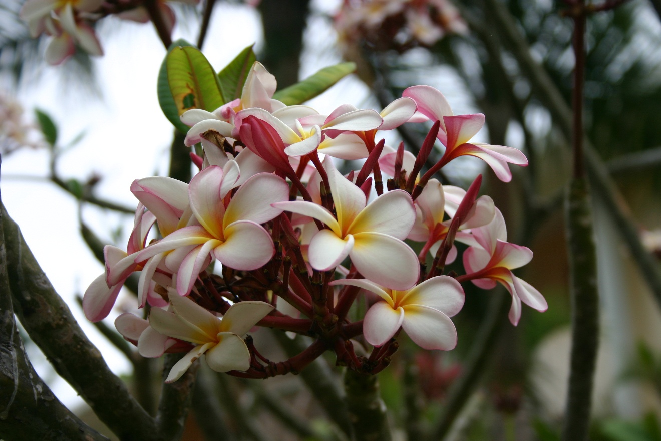 Bunch of flowers