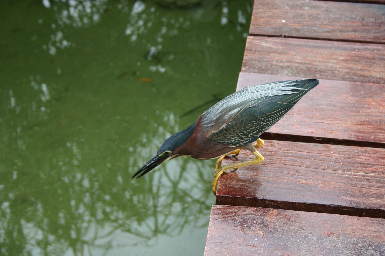 Catching a fish