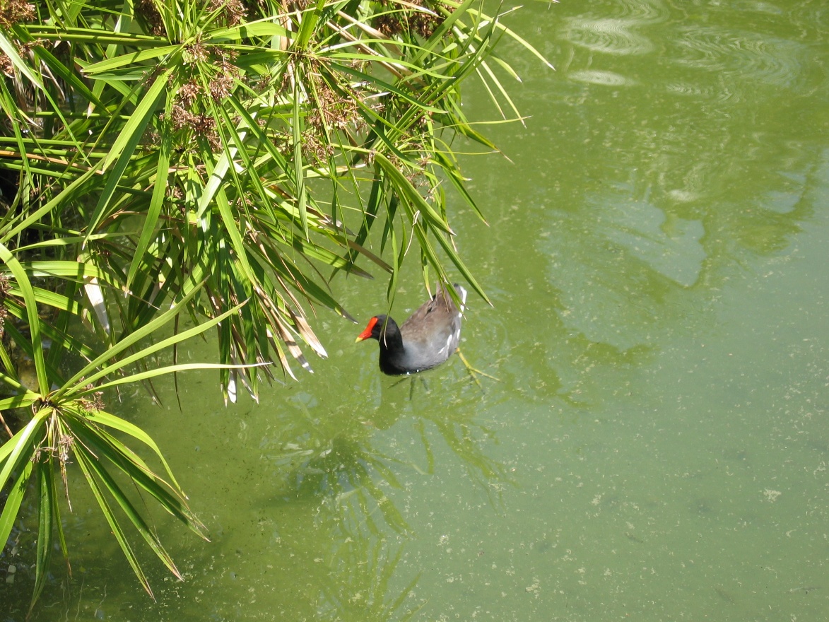 IMG_1139.JPG