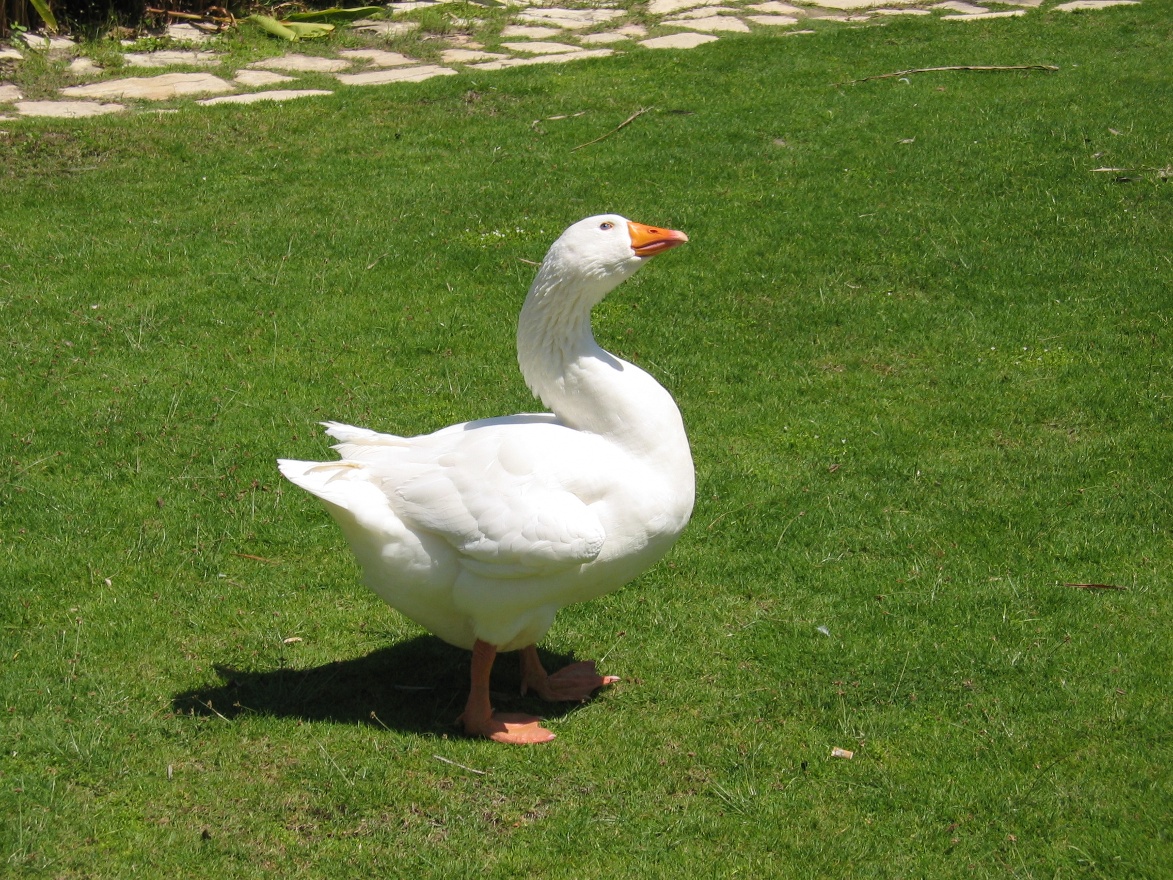 IMG_1141.JPG