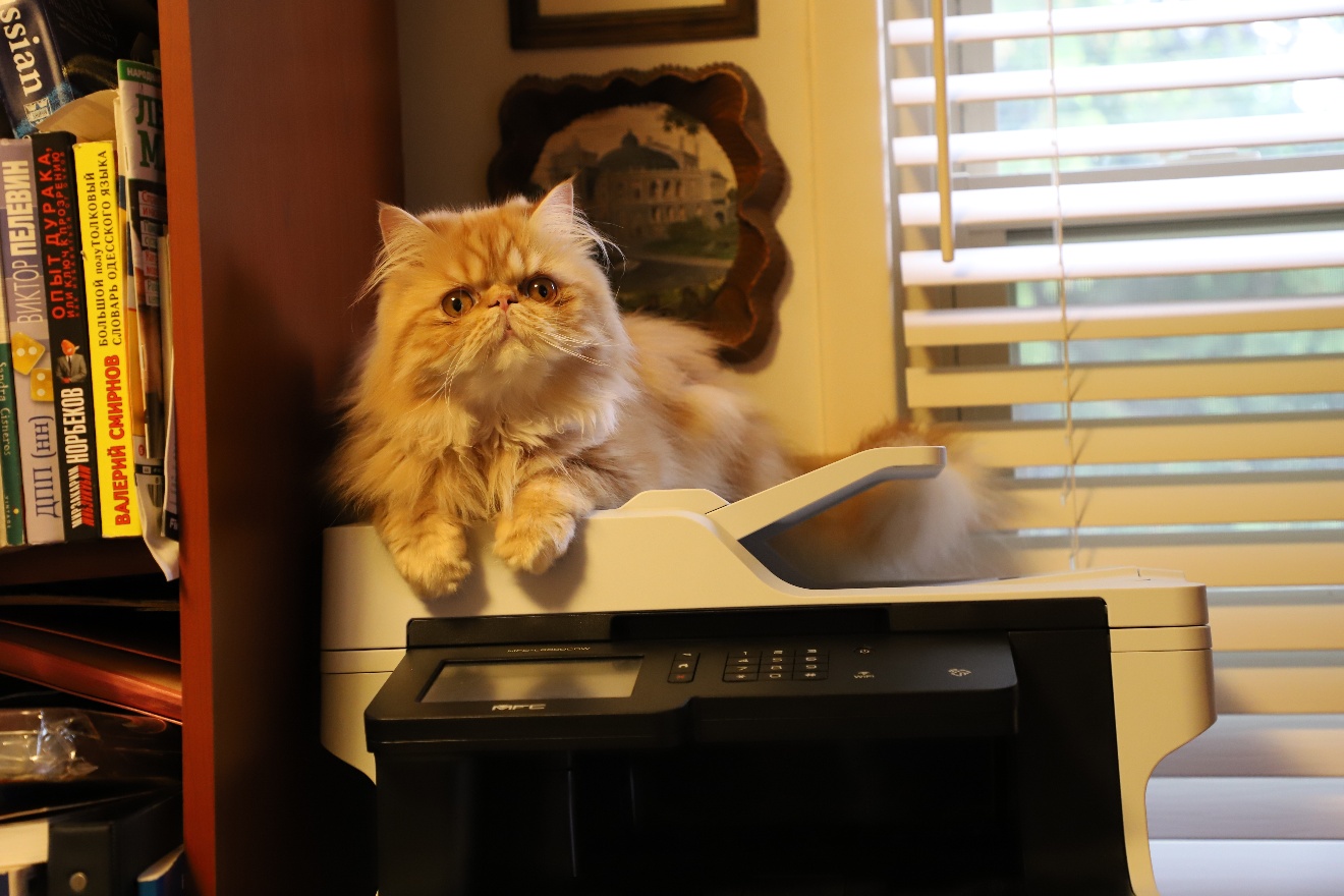 Juni on a printer