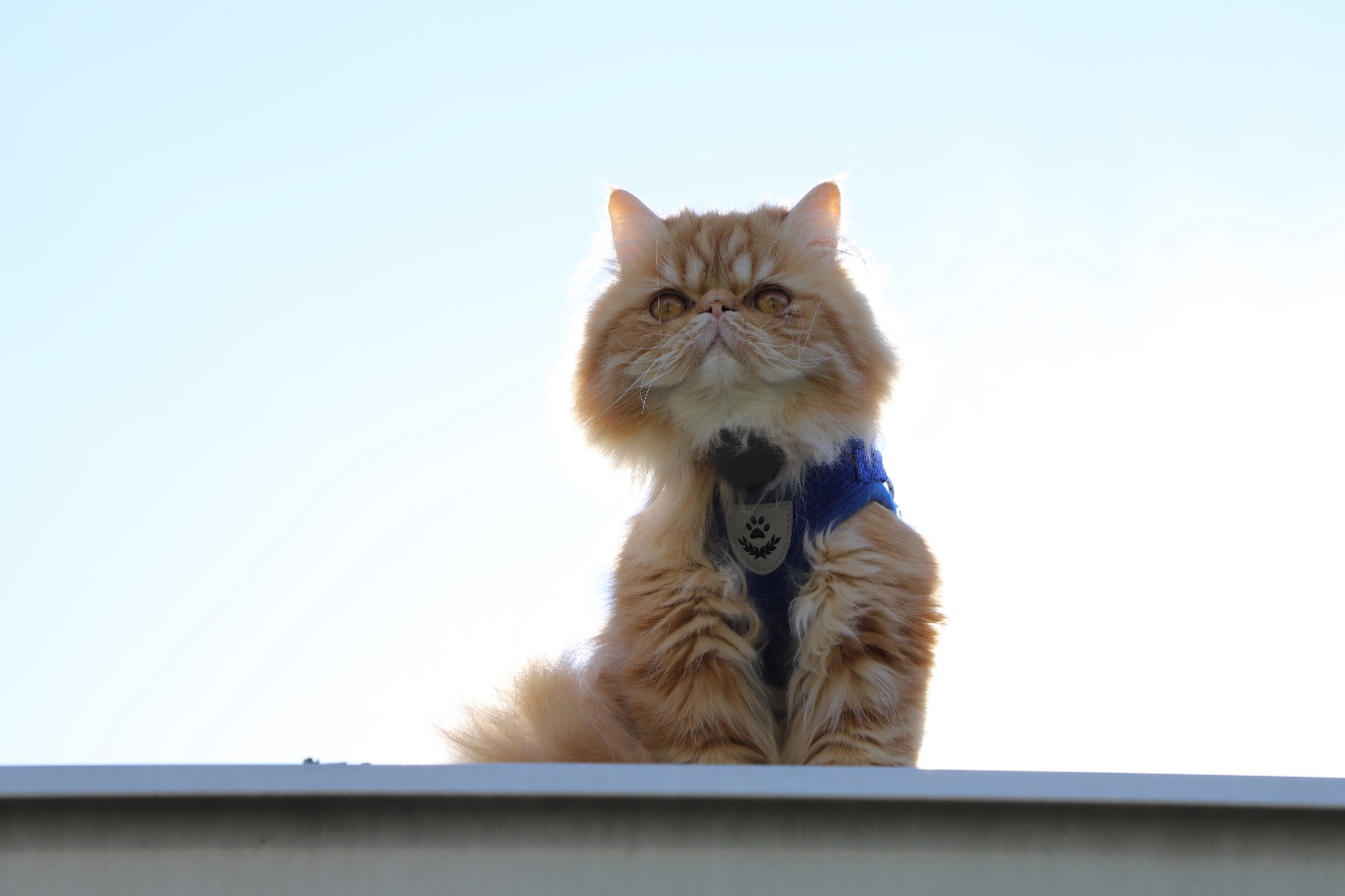 Sam on a top of the roof