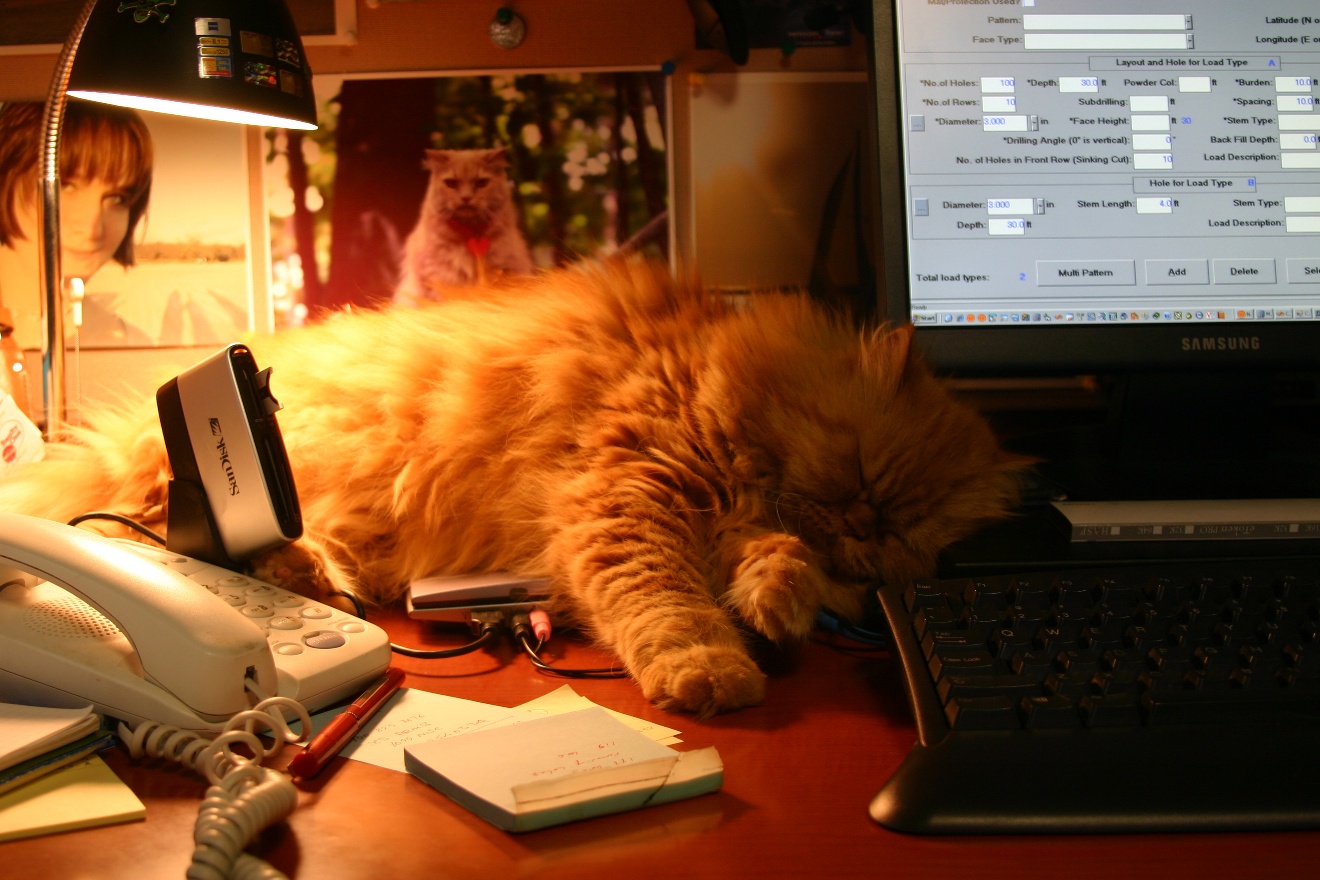 Sleeping on desk