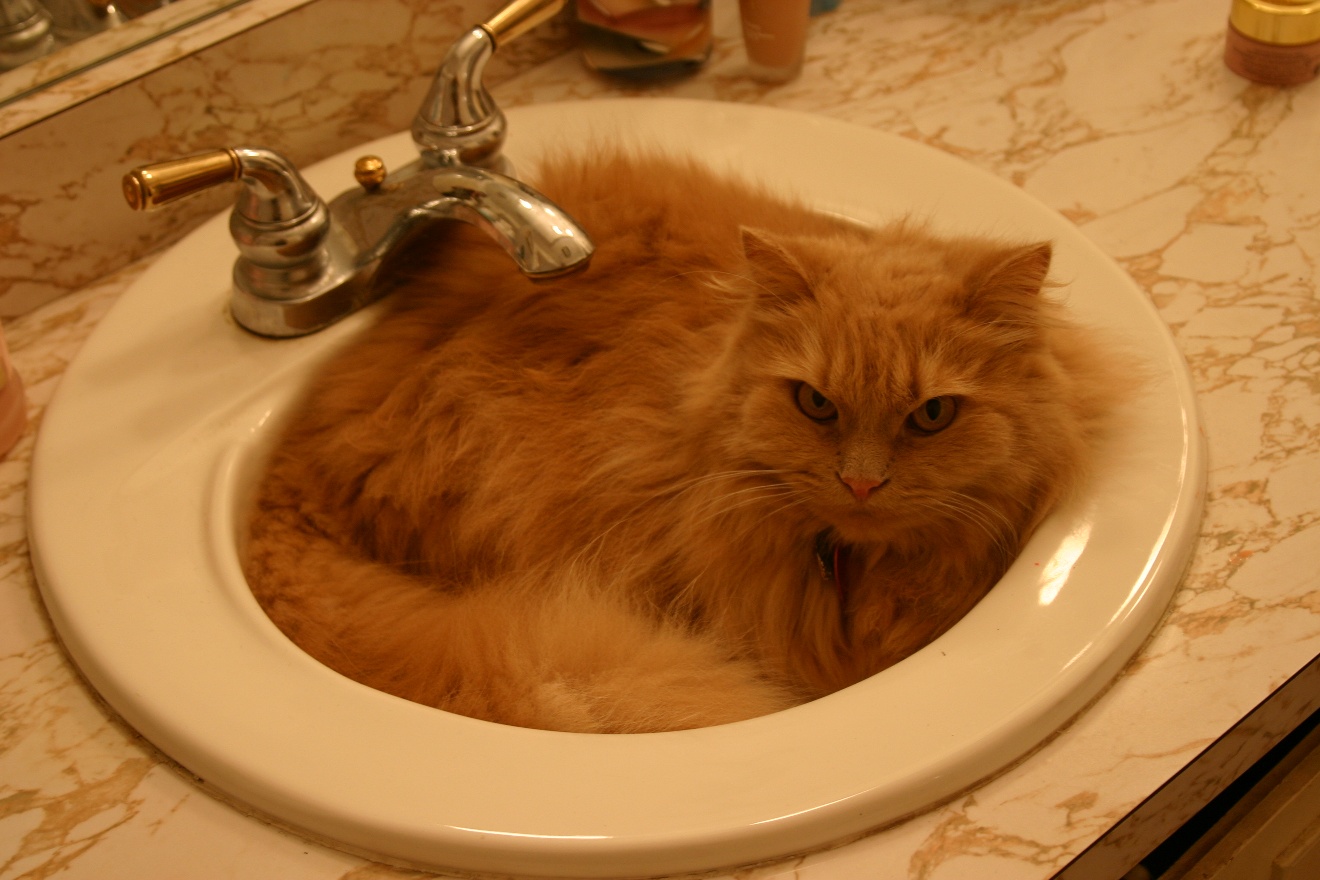 Sharon in Sink