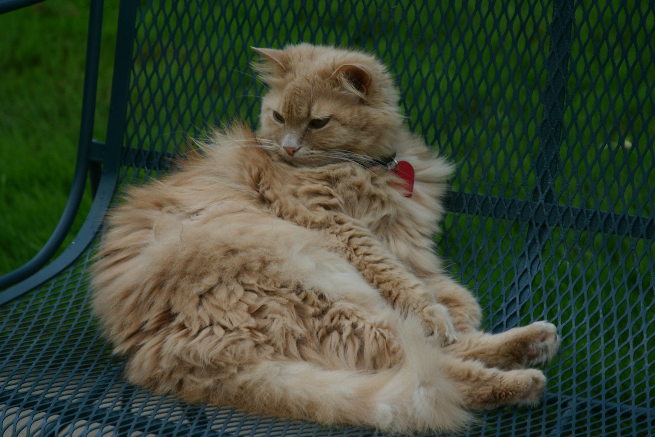 Lazy